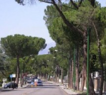 Pini dei viale Atlantici e Pacevecchia, chi ha proposto di abbatterli invece di potarli?