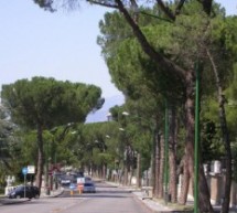 Delibera per l’abbattimento dei pini del viale Atlantici, il tecnico che ha fatto la perizia non è stato nominato dal Comune.