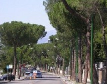 Pini del viale Atlantici abbattuti per “pericolosità inesistente”, due soli indagati.