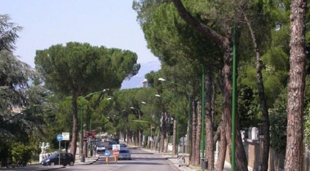 Pini del viale Atlantici abbattuti per “pericolosità inesistente”, due soli indagati.