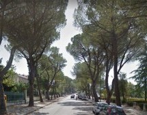 Lettera alla Soprintendenza per i pini del viale Atlantici: il parere personale di un funzionario regionale non autorizza l’abbattimento